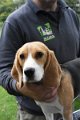 Afb_20161002_Pippa (5)